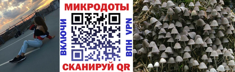 Псилоцибиновые грибы Cubensis  Гусев 